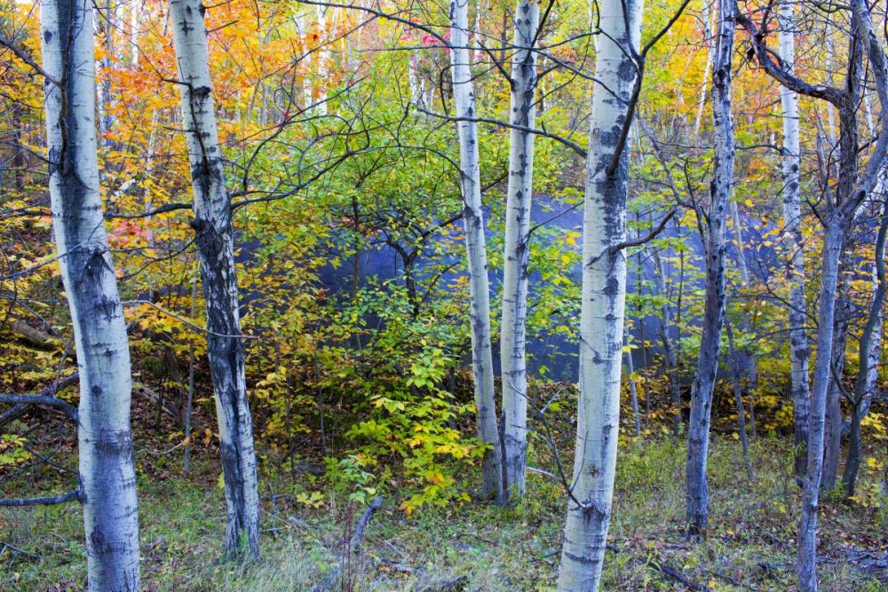 Canada, Quebec Aspen poplar trees and pond art print by Gilles Delisle for $57.95 CAD